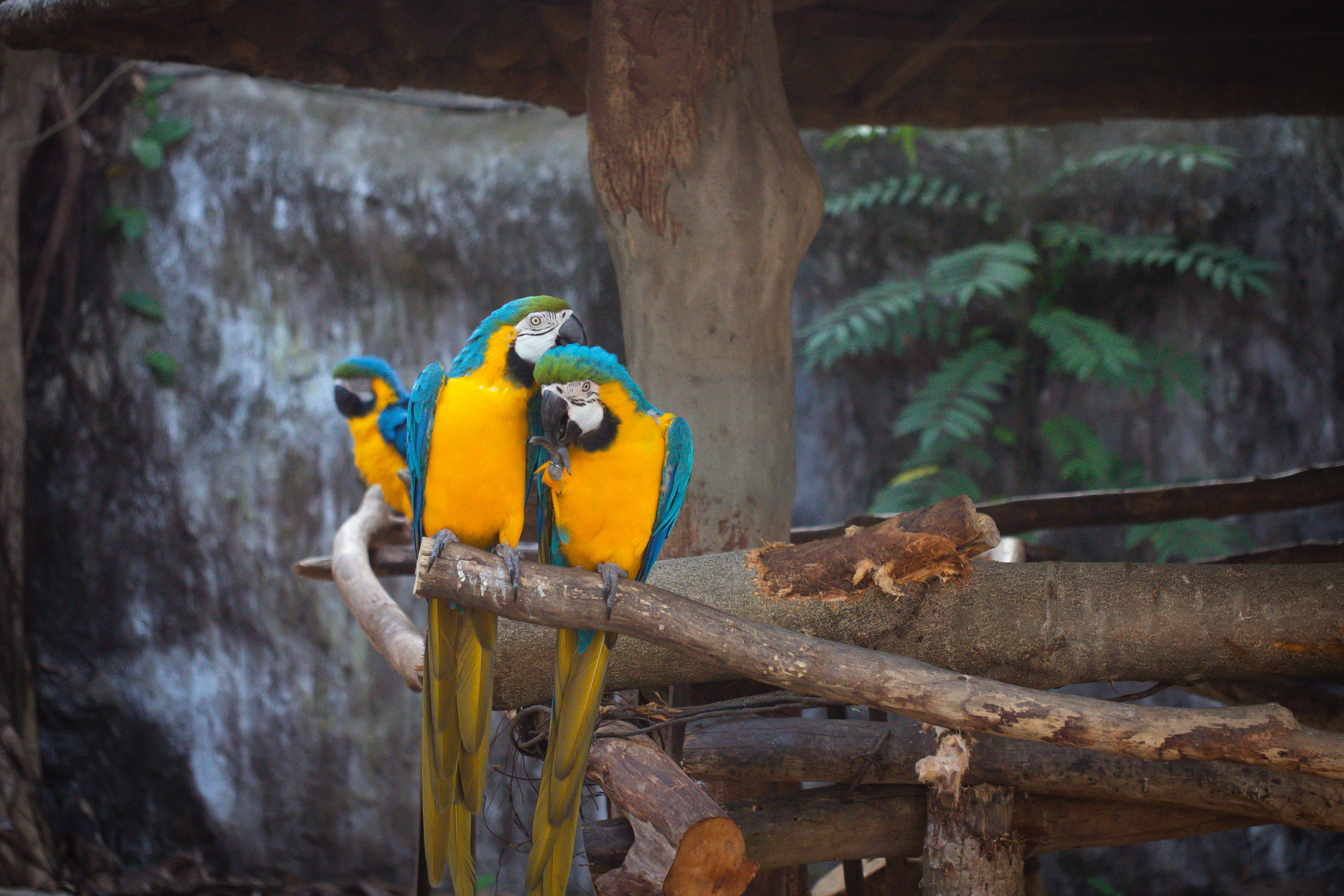 Arara Encontro Nacional para Casais A SEICHO-NO-IE DO BRASIL realizará o 9º Encontro Nacional para Casais, entre 9 a 12 de outubro de 2025, na encantadora cidade de Foz do Iguaçu-PR.
